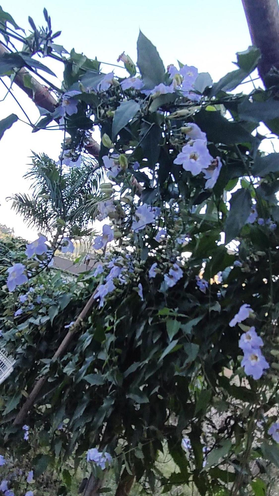 Recanto Duas Rosas Venda Nova do Imigrante Kültér fotó